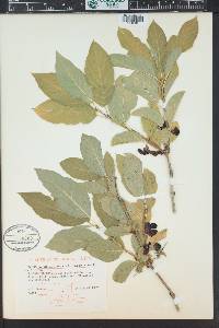 Lonicera involucrata image