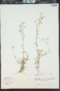 Cerastium arvense image