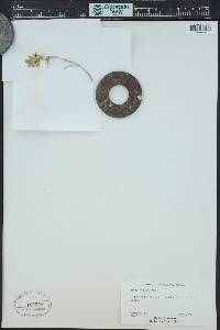 Ipomopsis spicata image
