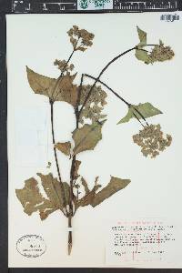 Mirabilis nyctaginea image