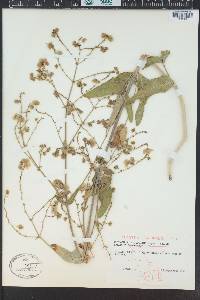 Mirabilis linearis image