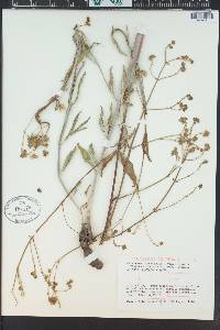 Mirabilis linearis image