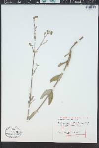 Mirabilis albida image