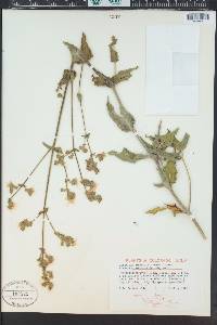 Mirabilis albida image