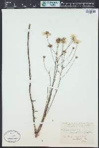 Balduina angustifolia image