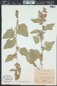 Althaea officinalis image