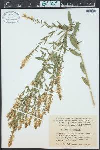 Genista tinctoria image