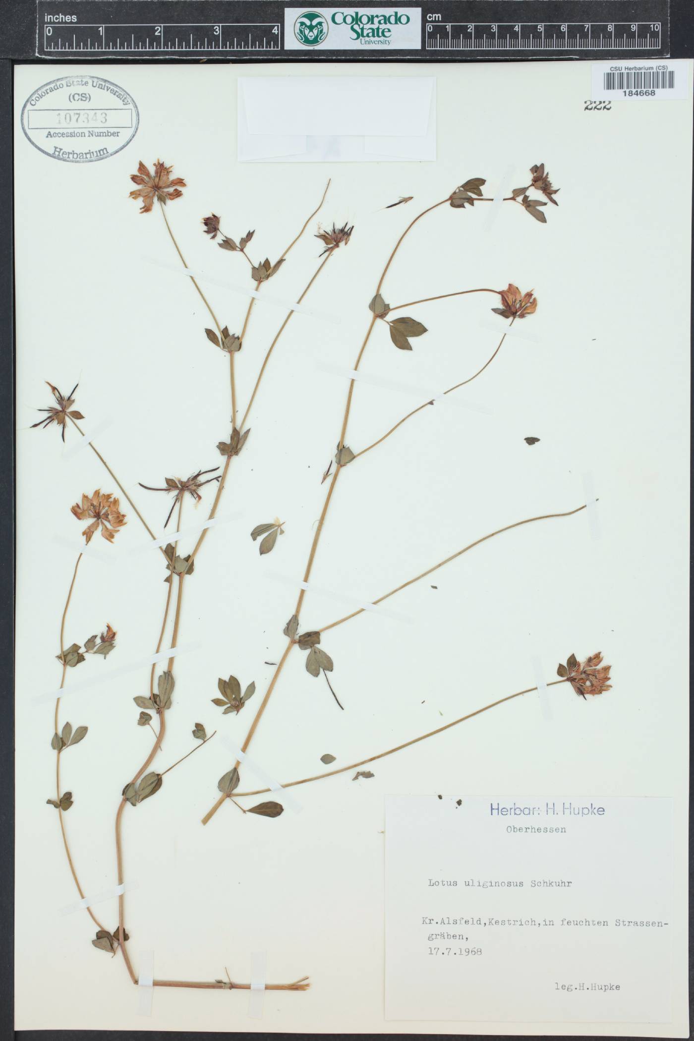 Lotus pedunculatus image