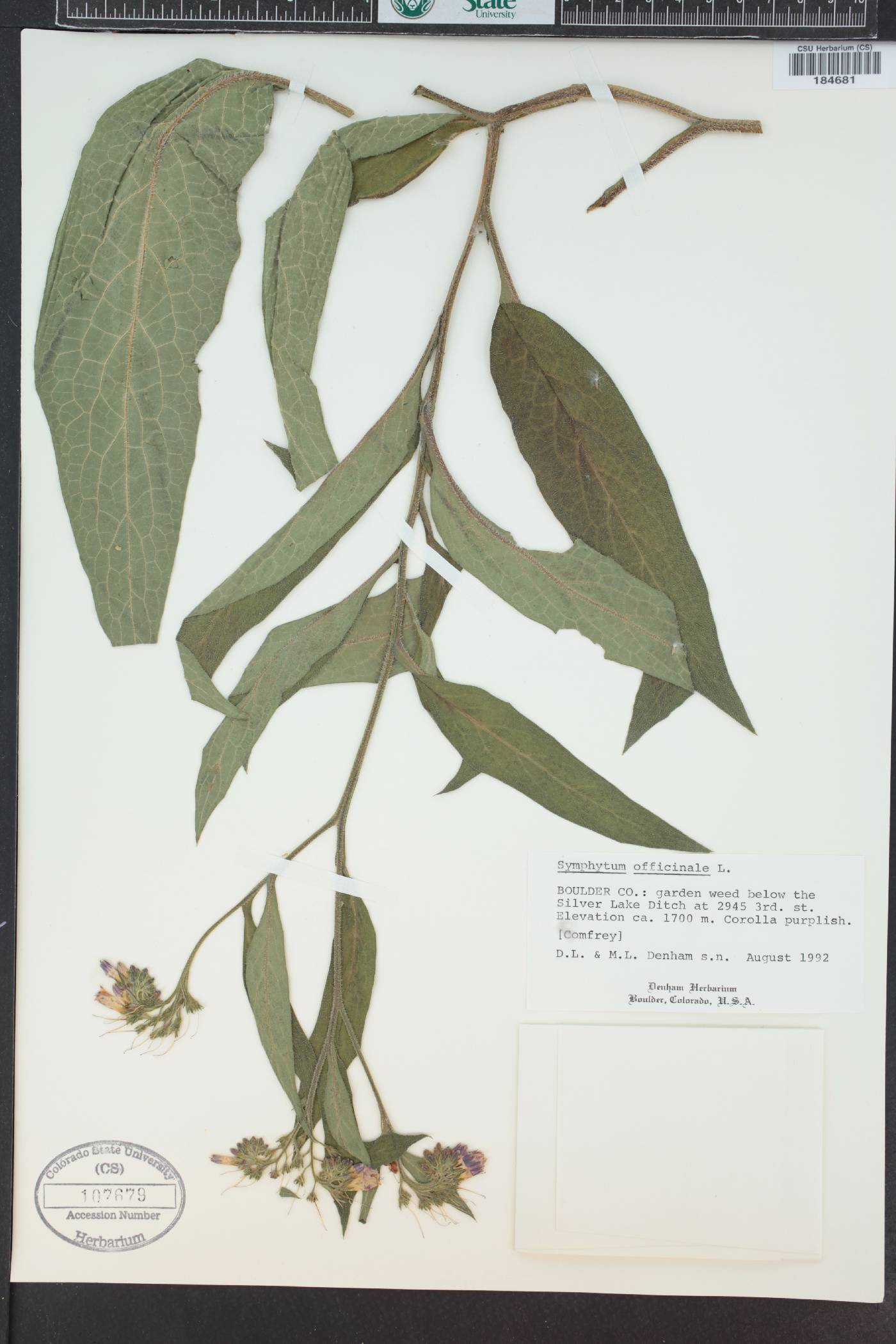 Symphytum officinale image