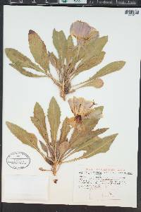 Oenothera cespitosa subsp. macroglottis image