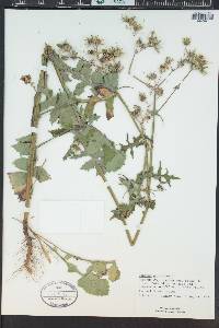 Sonchus oleraceus image