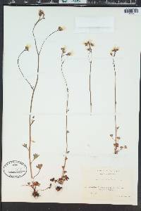 Saxifraga granulata image