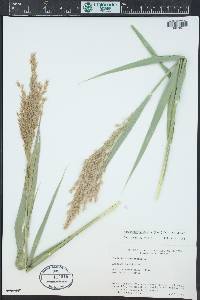 Phragmites australis image