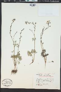 Lithophragma glabrum image
