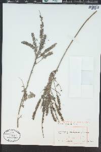 Amorpha canescens image