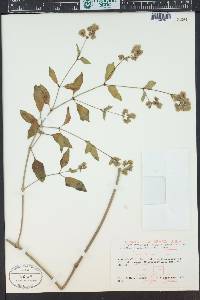 Mirabilis nyctaginea image