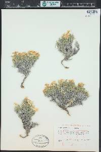 Phlox hoodii image