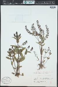 Veronica anagallis-aquatica image