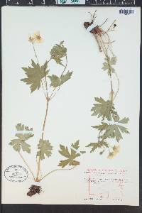 Geranium richardsonii image