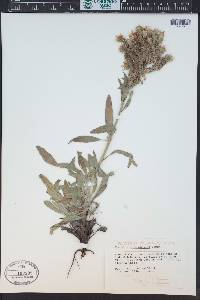 Phacelia heterophylla image