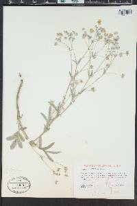 Potentilla hippiana image