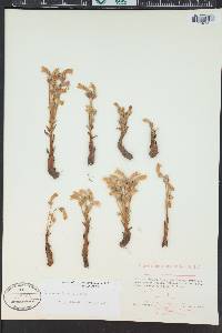 Orobanche fasciculata image