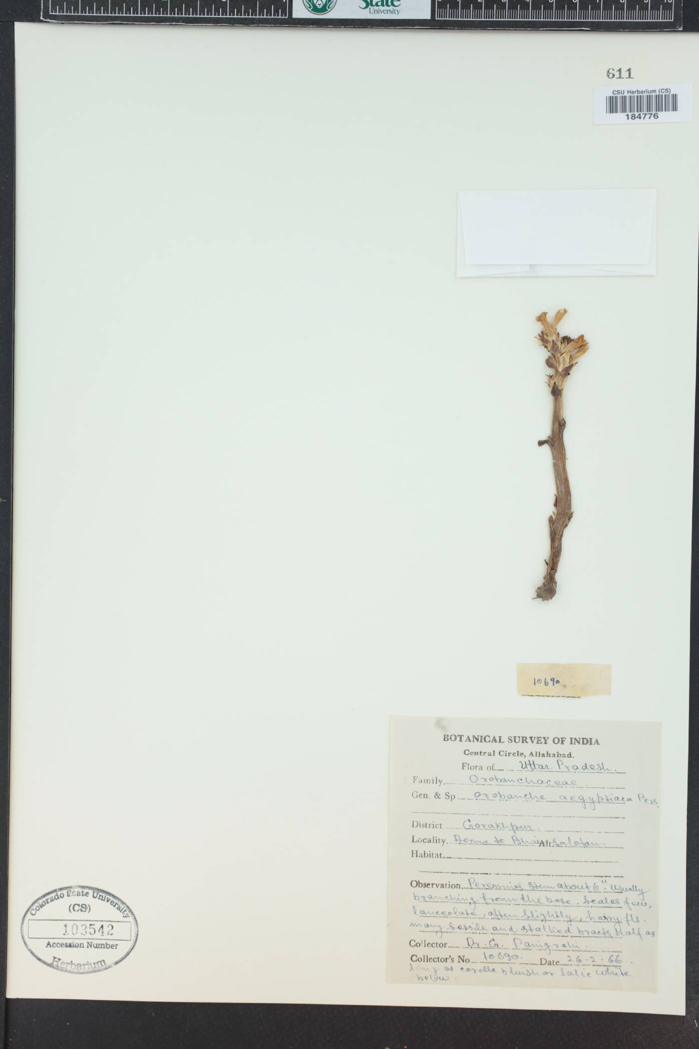 Orobanche aegyptiaca image