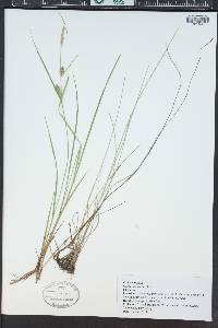 Carex lasiocarpa image