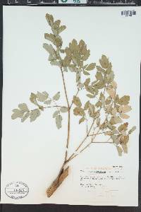 Thalictrum dasycarpum image