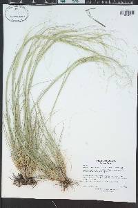 Hesperostipa comata image