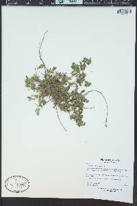 Potentilla rivalis image