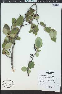 Prunus virginiana var. melanocarpa image