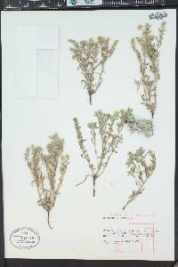 Cryptantha minima image