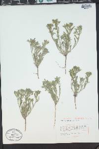 Cryptantha minima image