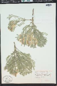 Sophora nuttalliana image