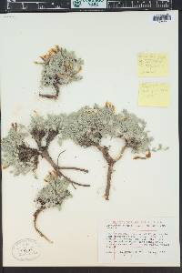 Astragalus purshii image