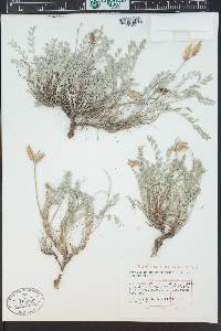 Astragalus missouriensis image