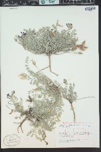 Astragalus missouriensis image