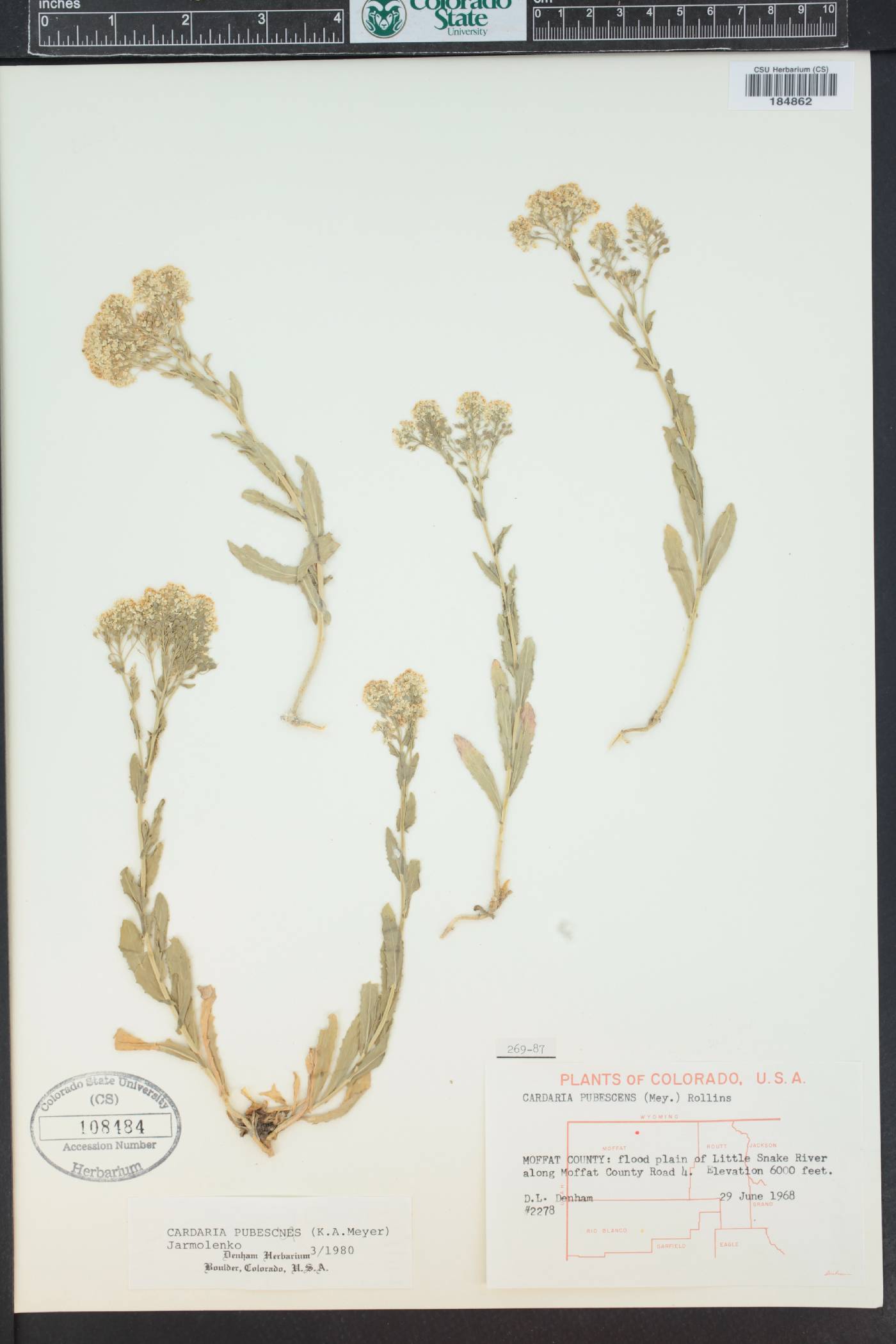 Lepidium appelianum image