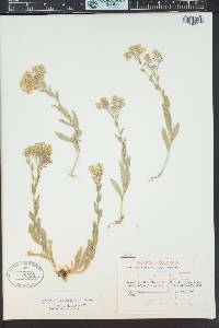 Lepidium appelianum image