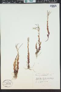 Epilobium saximontanum image