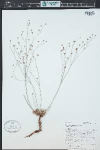 Eriogonum tenellum image