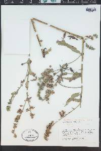 Cynoglossum officinale image