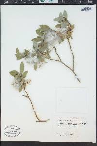 Salix brachycarpa image