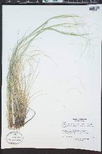 Hesperostipa comata image