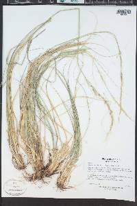 Nassella viridula image