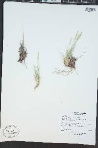 Muhlenbergia thurberi image