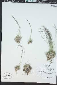 Muhlenbergia torreyi image