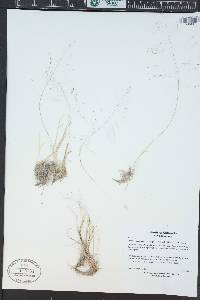 Muhlenbergia torreyi image