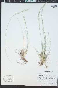 Muhlenbergia montana image